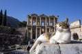 Turkey Izmir Ephesus Ancient City and cat Royalty Free Stock Photo