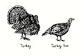 Turkey male and female side view. Ink black and white doodle drawing