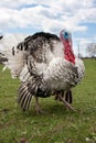 Turkey male or gobbler closeup on the blue sky background Royalty Free Stock Photo