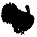 Turkey isolated on white background