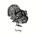 Turkey male side view. Ink black and white doodle drawing in woodcut outline style.