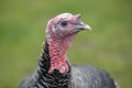 Turkey Royalty Free Stock Photo