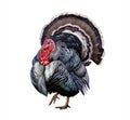 The turkey Meleagris gallopavo