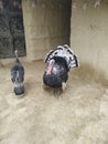 Turkey natural birds color black white mix