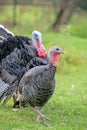 Turkey next to turkeycock against blurred natural background Royalty Free Stock Photo