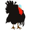 Turkey Norfolk Black icon isolated on white background. Gobbler farm bird drawing clipart, vector eps 10 Royalty Free Stock Photo