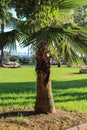 Turkey- old city of Antalya.Palm tree near sea side of mediterranean sea Royalty Free Stock Photo