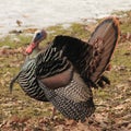 Turkey Royalty Free Stock Photo