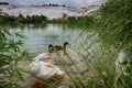 Turkey Pamukkale mineral cotton castle park pond ducks Royalty Free Stock Photo