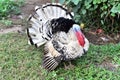 Big Turkey Pabo in Philippines Royalty Free Stock Photo