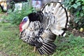 Big Turkey Pabo in Philippines Royalty Free Stock Photo