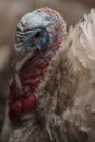 Turkey portrait