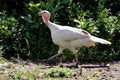 Turkey-poult.