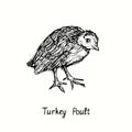 Turkey poult side view. Ink black and white doodle drawing in woodcut outline style.