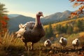 Turkey and Poults Royalty Free Stock Photo