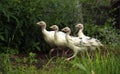 Turkey-poults Royalty Free Stock Photo