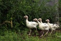 Turkey-poults Royalty Free Stock Photo