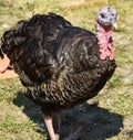 Turkey in the poutry yard Royalty Free Stock Photo