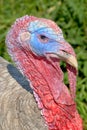 Turkey Profile Royalty Free Stock Photo