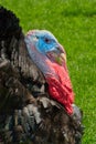 Turkey Profile Royalty Free Stock Photo
