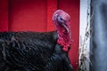 Turkey with red head and red background Royalty Free Stock Photo