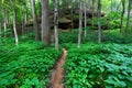 Turkey Run State Park Indiana