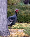 Turkey on sidewalk walking past a tree