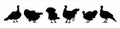 Turkey silhouettes vector set. Turkey poultry farm illustration Royalty Free Stock Photo