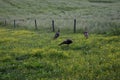 Turkey in the Smokie Mountain National Park Royalty Free Stock Photo