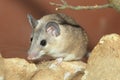 Turkey spiny mouse Royalty Free Stock Photo