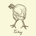 Turkey standing, front view, sketch in pop art style, black and white vector illustration Royalty Free Stock Photo