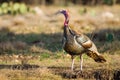 Turkey Standing by a Pond