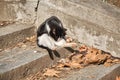 Turkey street scene by an cat animal in istanbul during sunny day. Royalty Free Stock Photo