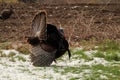 Turkey strut