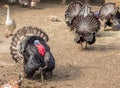 Turkey strutting in farm yard Royalty Free Stock Photo