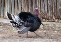 Turkey Strutting Royalty Free Stock Photo