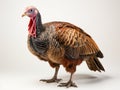 Turkey in studio