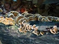 turkey tail in the deep mountain forest