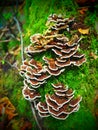 Turkey tail forest treasure mushrooms Royalty Free Stock Photo