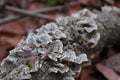 Turkey Tail Fungi on Decaying Log Royalty Free Stock Photo