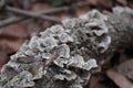Turkey Tail Fungi on Decaying Log Royalty Free Stock Photo