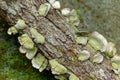 Turkey tail fungi on a log Royalty Free Stock Photo