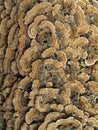 Turkey Tail Fungus Royalty Free Stock Photo