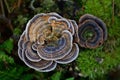 Turkey Tail Fungus