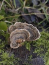 Turkey Tail or Many Zoned Polypore Royalty Free Stock Photo