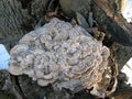 Turkey tail mushroom