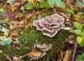 Turkey tail mushroom fungus growing on log