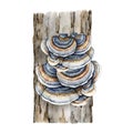 Turkey tail mushroom growing on a tree trunk. Watercolor painted illustration. Trametes versicolor fungus. Medicinal Royalty Free Stock Photo
