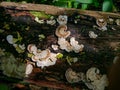 Turkey Tail Mushroom. This mushroom has a thin, fanlike or semicircular shape with a layered pattern that resembles a turkey tail. Royalty Free Stock Photo