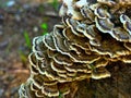 Turkey tail mushroom on a log Royalty Free Stock Photo